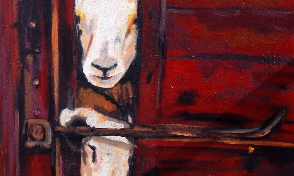 Curious Sheep
